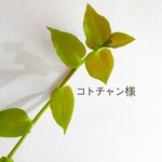 コトチャン様専用