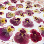 ♡new♡作家様必見♡ ♡赤花処理済み♡ ♡人気のビオラ♡押し花セット