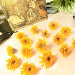 ヒメヒマワリヘッド（S）ハーバリウム、アロマワックス、スワッグ、ボタニカルキャンドル他花材