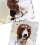 羊毛フェルト 犬 ビーグル