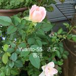 【yuanto-55  さま 専用ページ】ふんどしパンツ  リンパよけ  ショーツ パンティ 普段ばき 布ナプキン  mameパン