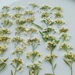 大特価😃🌼再販🌼押し花素材。アリッサム35輪🌼