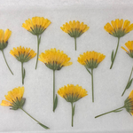 黄色い花(押し花)