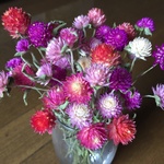 お花屋さんが作った枝付き千日紅50本set