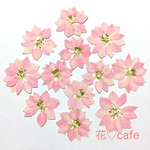 千鳥草 ピンク  押し花 素材
