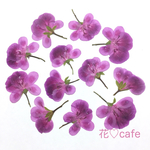 押し花素材* ペラルゴニウム