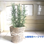 m様専用ローズマリー/herbとレモンユーカリ