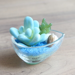 ＳＡＬＥ！ 多肉植物のサマーアレンジ（Blue）