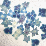 押し花素材～アジサイセット5〜  32ヶ