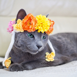 猫用 ラナンキュラスとポンポンマムの花冠💖