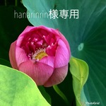 メッセージプレート