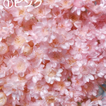 スターフラワー①ピンク約40輪★ドライフラワープリザーブドフラワーレジン封入ドライ花材資材