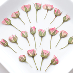 【30枚】ミニ薔薇 つぼみの押し花 ピンク