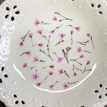 花火草(押し花)