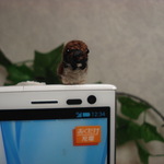 スマホに雀（すずめ）が止まったよ！イヤホンジャック