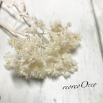 クリスパム  ホワイト