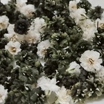 花材☆かすみ草☆ダークグレーmix50粒ドライフラワー