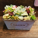 再販♥️多肉植物❤ブリキ缶❤寄せ植え