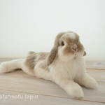 ホーランドロップ（ごろんポーズ）