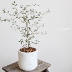 メルヘンの木！＜ミクロフィラ・ソフォラ＞現品