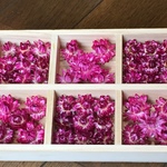 お花屋さんが作ったピンクの貝細工のドライフラワー