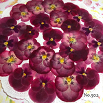 ♡new♡作家様必見♡ ♡赤花処理済み♡ ♡人気のビオラ♡押し花セット