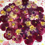 ♡new♡ ♡訳ありの押し花！赤花処理済みビオラ♡