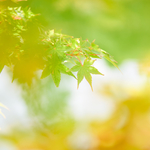 星花◆写真のある暮らし
