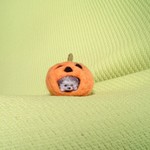 ハリネズミinハロウィンかぼちゃ 羊毛フェルト