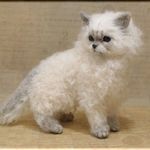 羊毛フェルト　猫　セルカークレックス　ねこ　ネコ　