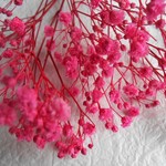 再販かすみ草プリザーブドフラワーホットピンク
