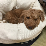 【Y様専用】わんだめベッド デニムLサイズ