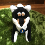 ふせ柴さん(黒柴)