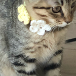 猫ちゃんの首輪 黄色