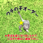 ★ウチの子オーダー★