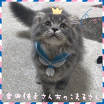 送料無料☆彡《受注製作》イケニャン♂セーラーマン風〜猫の首輪