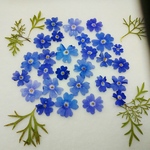 タビアンブルーの押し花素材