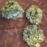 高地紫陽花のドライフラワー茎付き３本セット