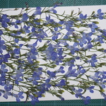 押し花商品【ロベリア】