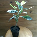 琉球藍挿し木発根大苗(1本)