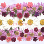 押し花素材122   マーガレット　バーベナ❤