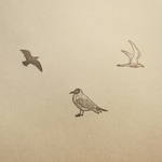 『ユリカモメとアジサシ』　消しゴムはんこ３羽セット