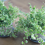 ふわふわプミラ"サミー”のモスポット植え