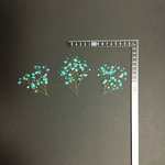 押し花  特別オーダー品 NO.1127