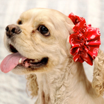 犬用 シュシュ レッドペイズリー