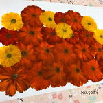 ♡new♡作家様必見♡ 可愛いコスモスお花がいっぱい♡ 押し花セット