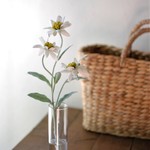 咲き続けるエーデルワイス　癒しのフラワーインテリア