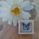 ミニチュア 蝶の標本3