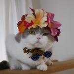  秋の花