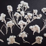 押し花素材 カワラハハコ